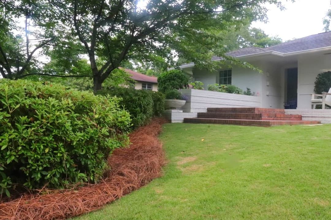 Lush landscaped yard with green shrubs and pine straw, leading to a white house entrance.